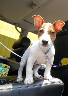 〜愛犬とお出掛けしたい車〜ランクル80ブラックコンプリート