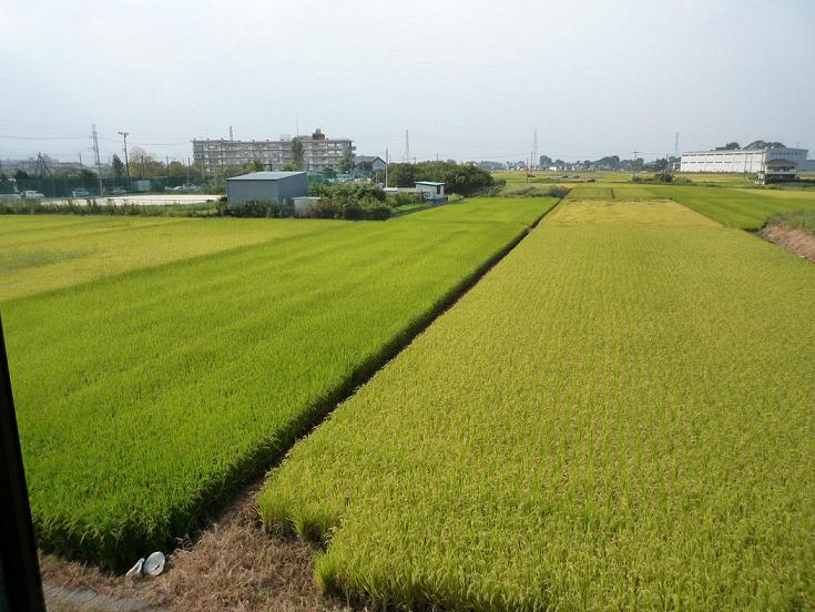 ランクルさいたま北店も秋ですね〜