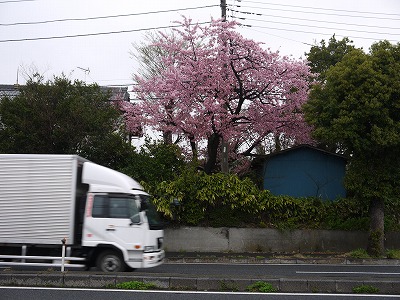 桜の開花情報