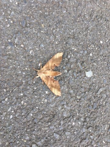 蛾 moth モスラ 蛾 moth モスラ