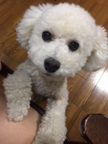 我が家のくま 我が家のくま