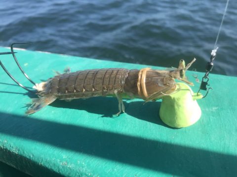 シャコ仕掛け