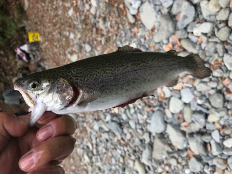 ニジマス釣れたぞー