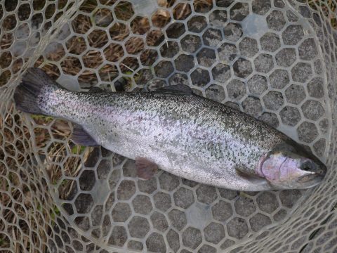 ランクル　フレックスドリーム　釣り