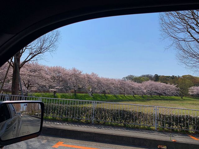 桜　