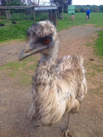 EMU エミュー　AUS　AUSTRALIA　オーストラリア　