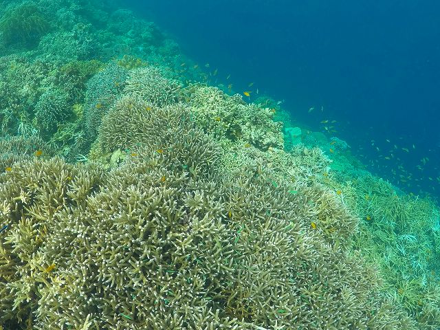 フィリピン　セブ島　モアルボアル　トロピカルアイランド　サンゴ礁　
