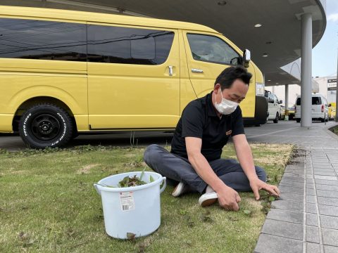 flexdreamハイエース三郷店　シンボルツリー🌳の芝生を綺麗にしました！